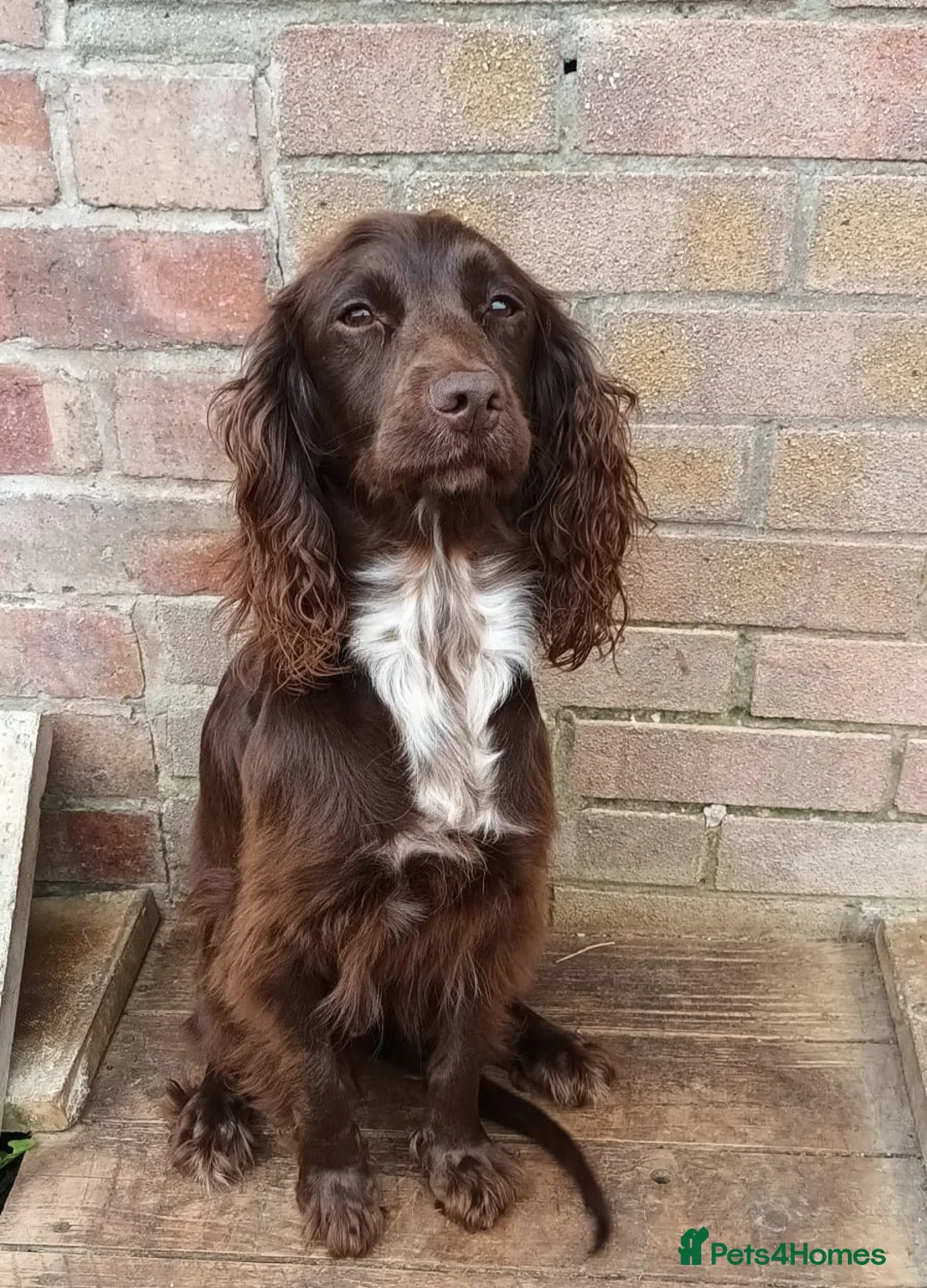 Cocker Spaniel dogs for sale: Spayed Female Cocker Spaniel For Rehoming - Advert 7