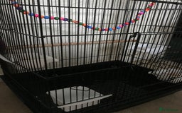 Budgerigars birds for sale: 2 budgies and cage - Image 9