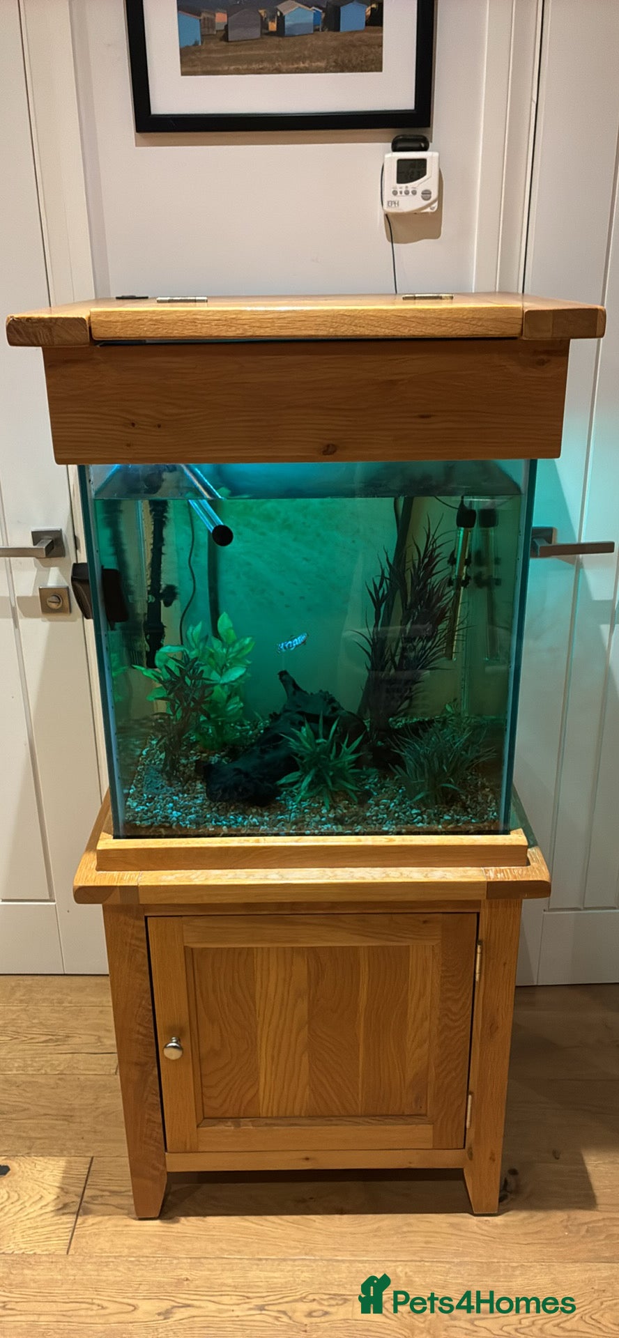 Other/Mixed Breed fish Tropical Fish and large cube fish tank - Advert 12