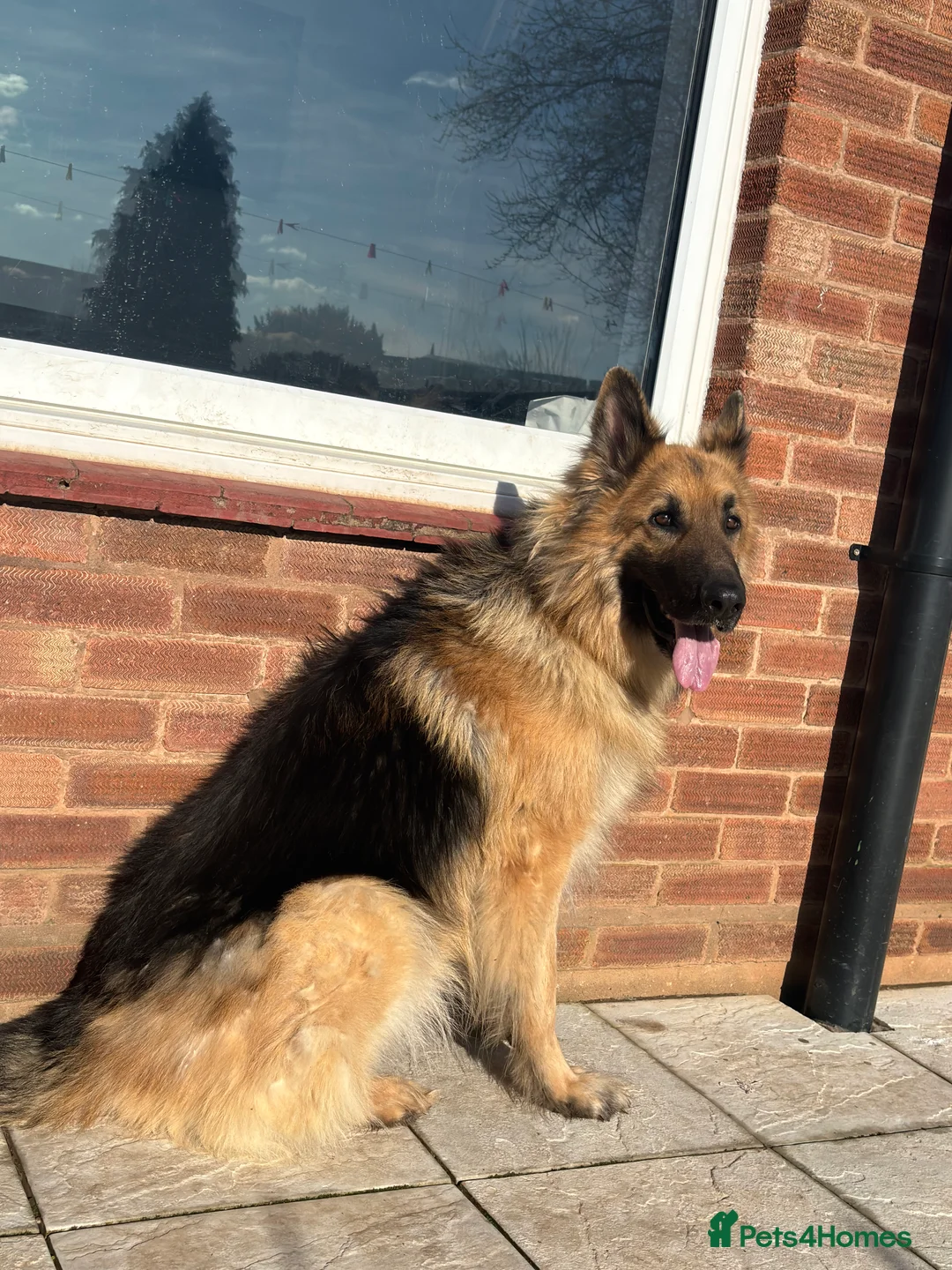 German Shepherd dogs for sale: German Shepherd ( pure ) in Coventry - Advert 2