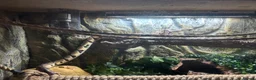 Python Snake reptiles for sale: Pastel ball python in Wigan - Advert 3