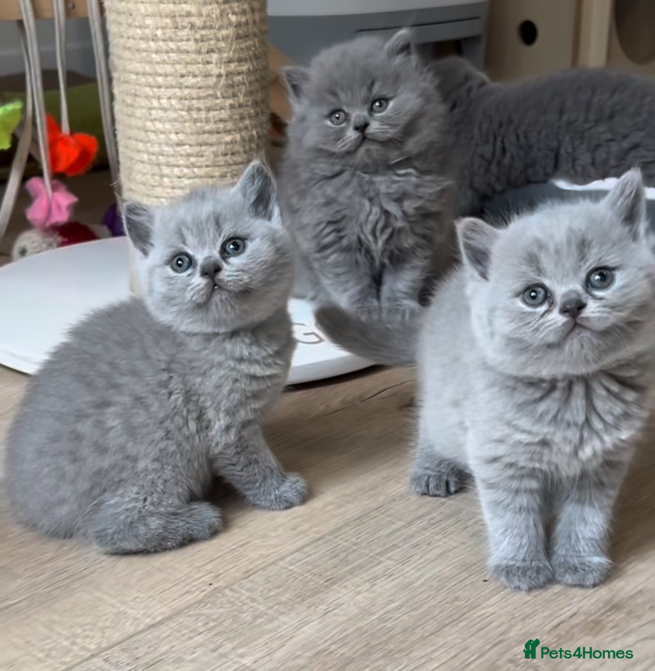 British Shorthair cats British shorthair kittens London(1 girl only) - Advert 17