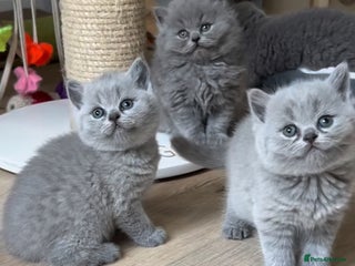 British Shorthair cats for sale - Advert 1
