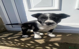 Border Collie dogs for sale: 6 border collie puppies  - Image 5