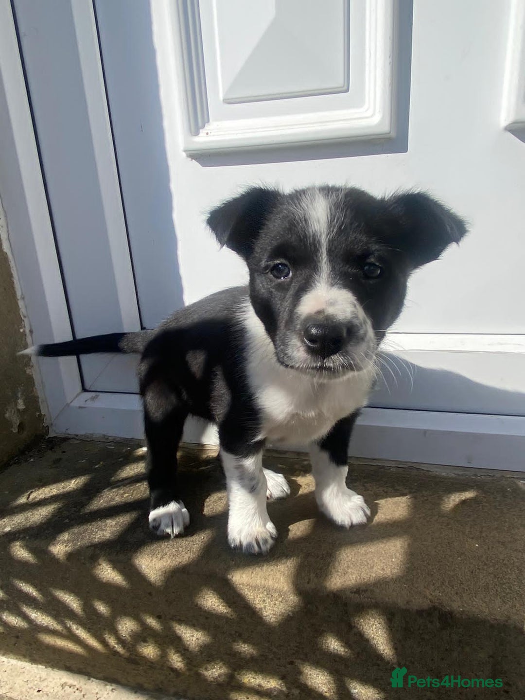 Border Collie dogs for sale: 6 border collie puppies  - Image 5