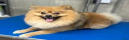 Pomeranian dogs for sale: Bruno - Advert 7