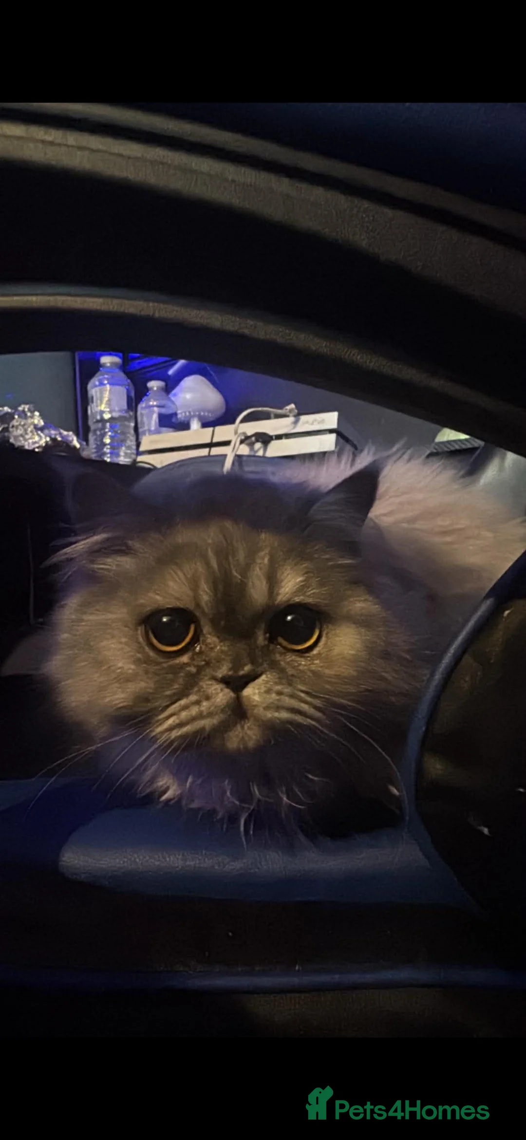 Persian cats for sale: Persian in Alloa - Advert 1