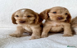 Cocker Spaniel dogs for sale: Show cockers kc registered simbawood lines - Image 8