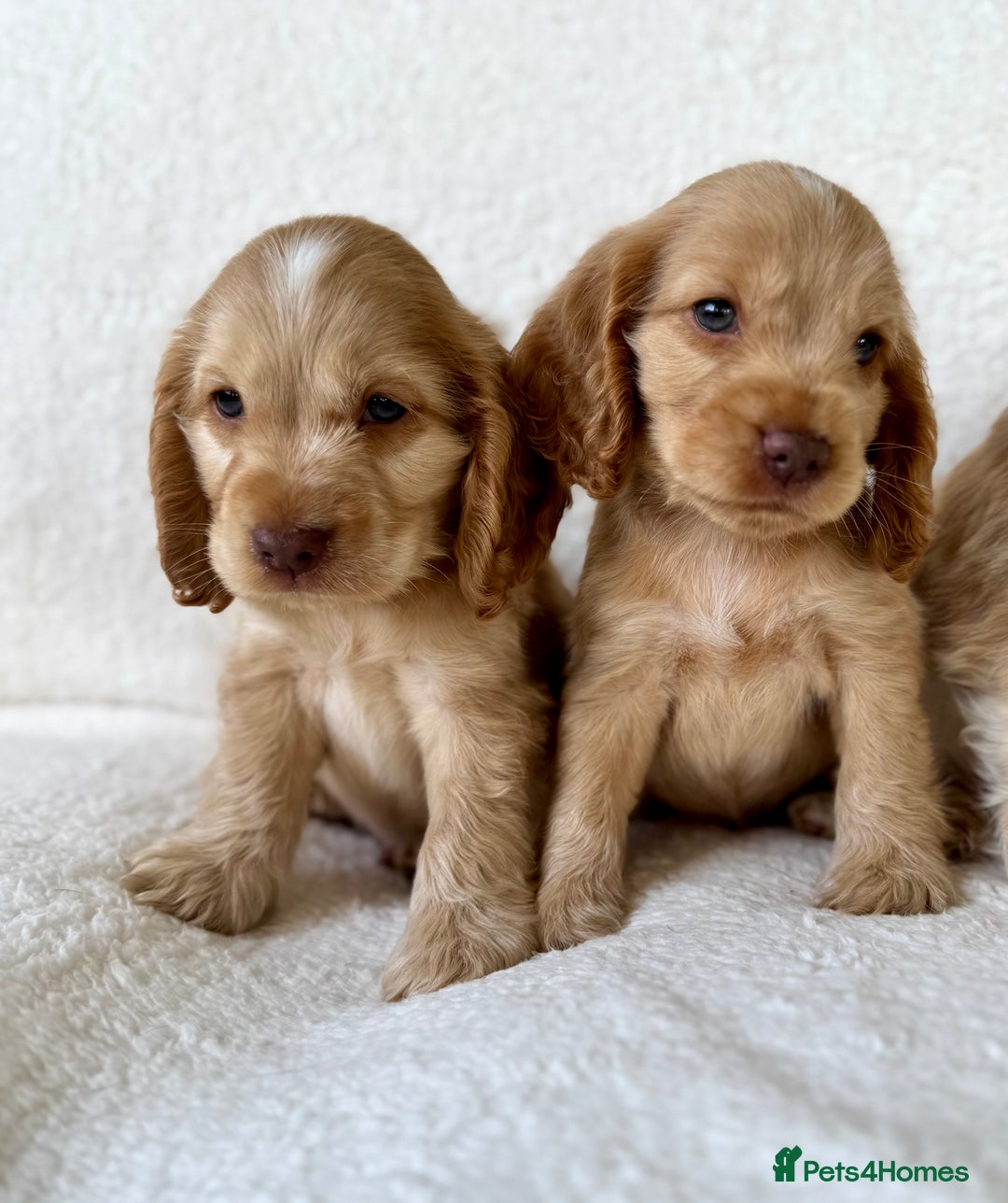 Cocker Spaniel dogs for sale: Show cockers kc registered simbawood lines - Image 8