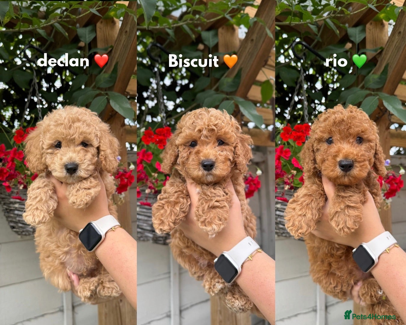 Cavapoo dogs READY NOW 5 ⭐ F1B  Health tested Puppies 🐶  - Advert 17