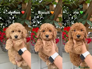 Cavapoo dogs READY NOW 5 ⭐ F1B Health tested Puppies 🐶 - Advert 17