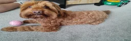 Cockapoo dogs for sale: Stunning Cockapoo Puppies  - Advert 8