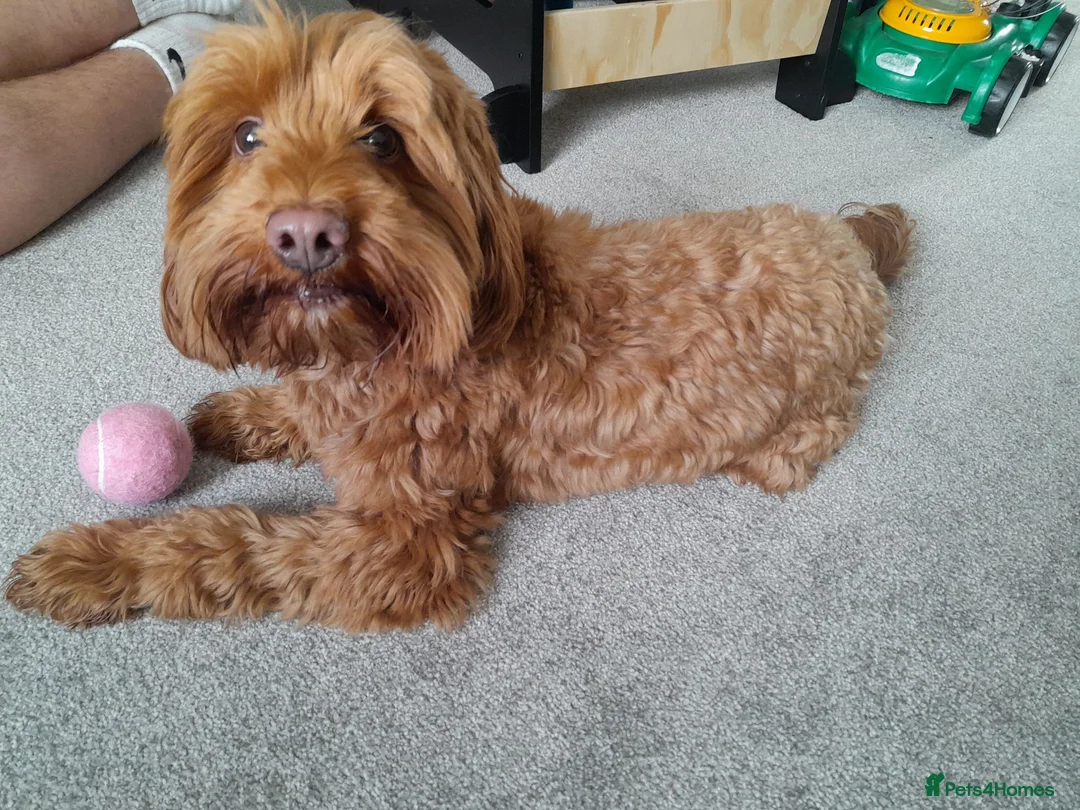 Cockapoo dogs for sale: Stunning Cockapoo Puppies  - Advert 8