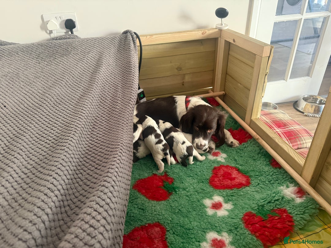 Sprocker dogs for sale: Exceptional F1B Sprocker puppy-male  - Advert 7