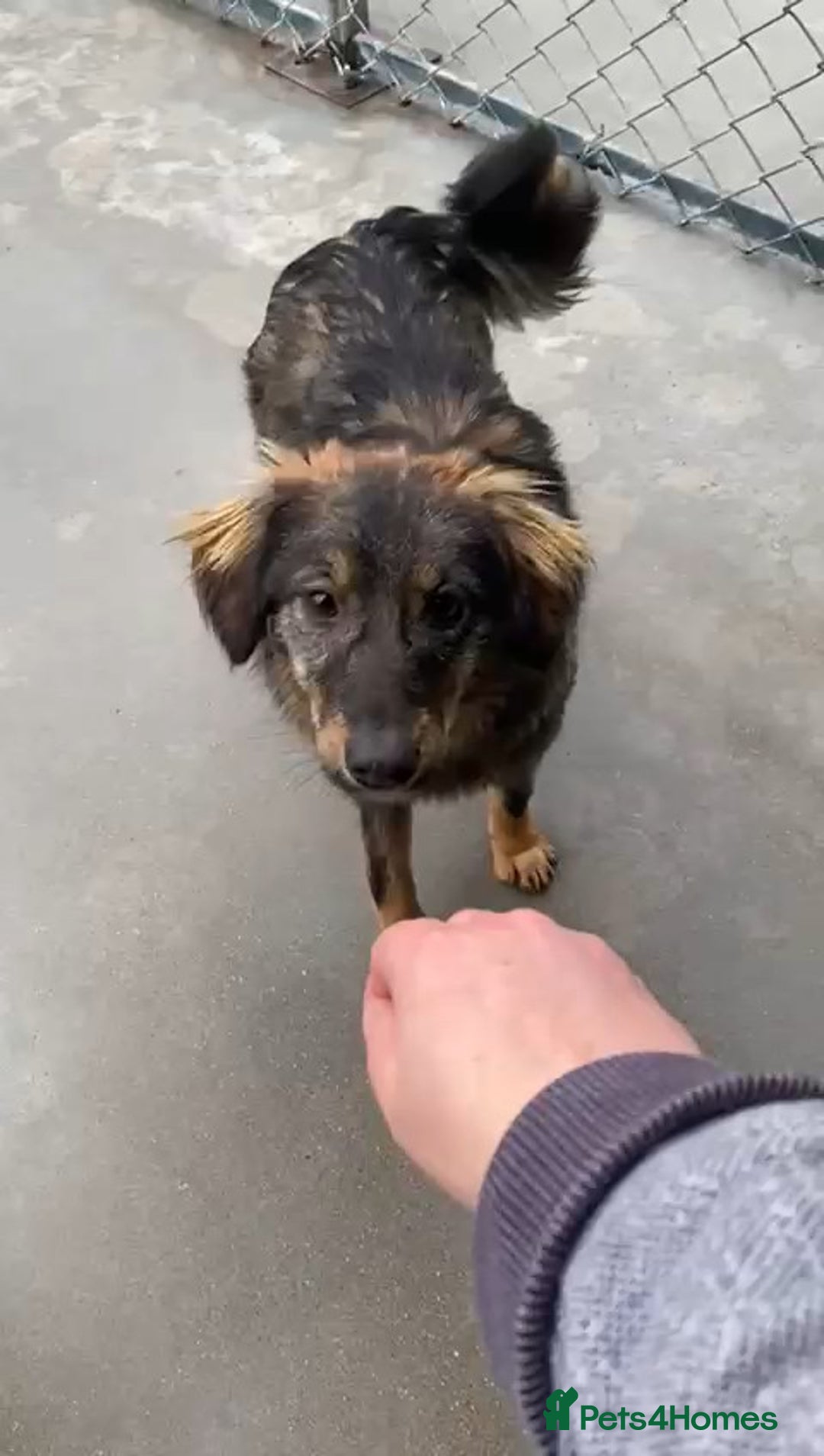 Mixed Breed dogs for adoption: Edie, 1 yr old approx. Available for adoption. - Advert 3