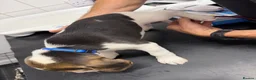 Beagle dogs for sale: 🐶Beagle Puppies 2 Girls for Sale🐶 - Advert 11