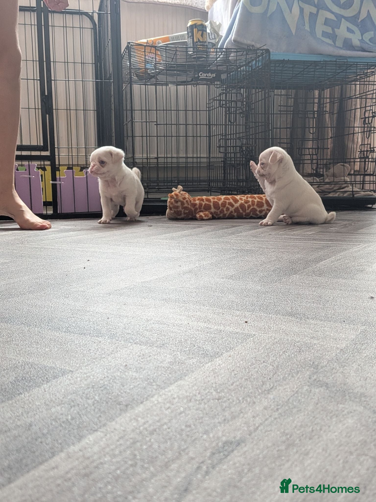 Pug dogs Pug Puppies - Advert 3