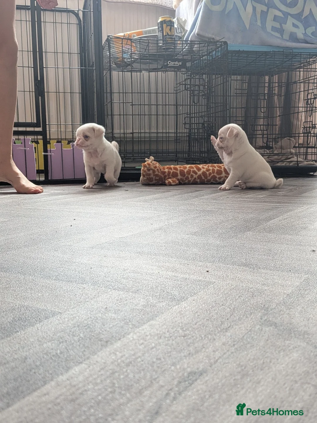 Pug dogs for sale: Pug Puppies - Advert 1