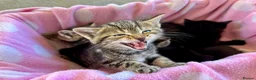 British Shorthair cats for sale: 2 Beautiful Kittens for sale - Blue Grey and Tabby - Advert 9