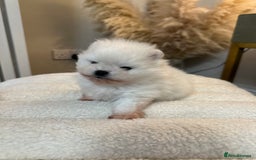 Pomeranian dogs for sale: Outstanding champion bloodline KC reg puppies  - Advert 17