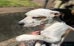 Mixed Breed dogs for sale: Peppa - Image 3