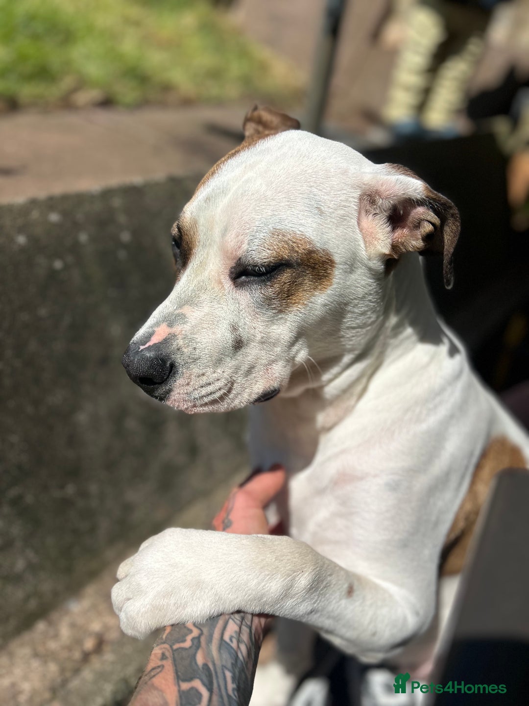 Mixed Breed dogs for sale: Peppa - Image 3