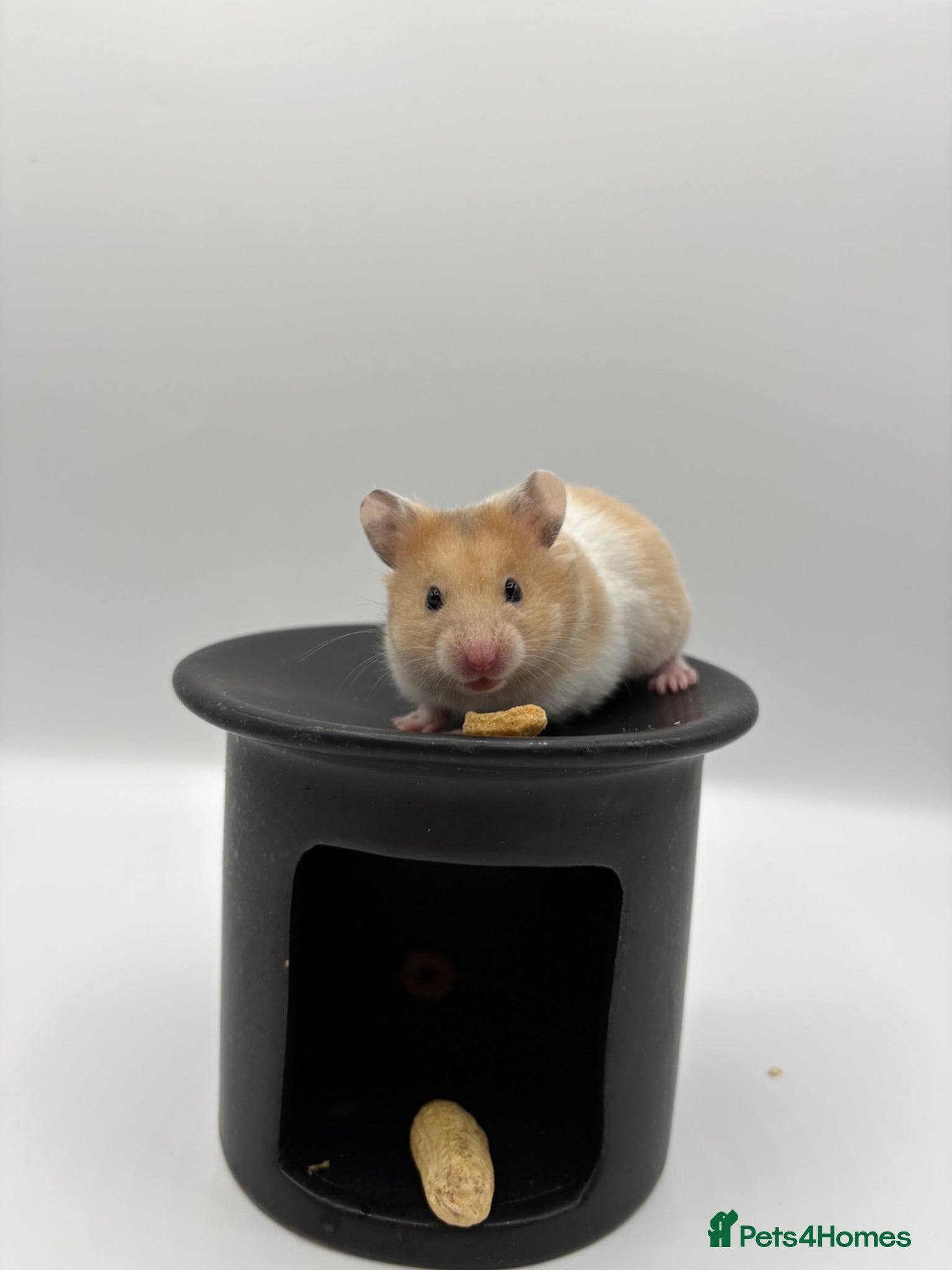 Hamster rodents Pedigree Syrian hamster pups  - Advert 2