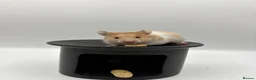 Hamster rodents for sale: Pedigree Syrian hamster pups  - Advert 2