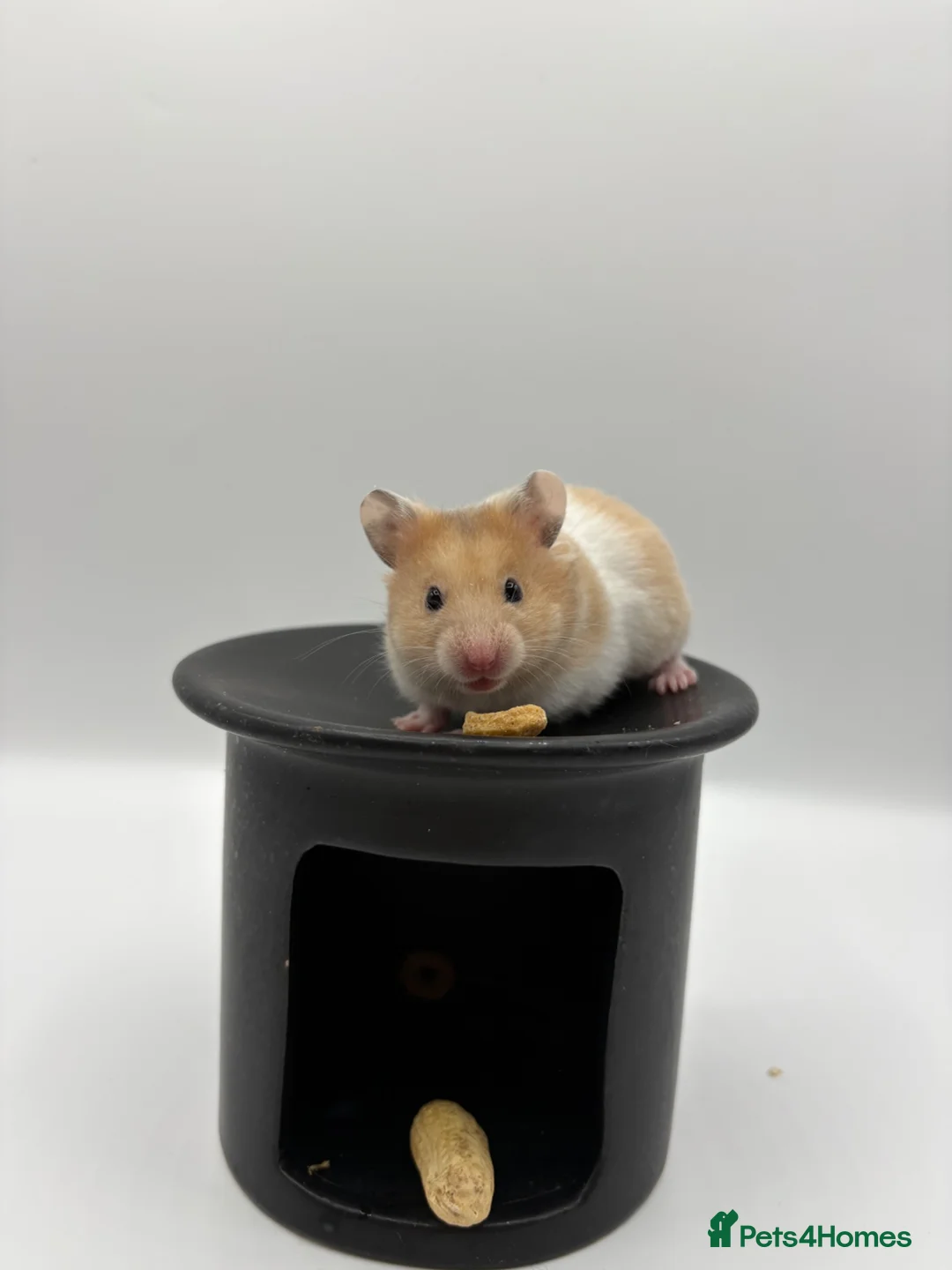 Hamster rodents for sale: Pedigree Syrian hamster pups  - Advert 2