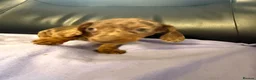 Dachshund dogs for sale: Dachshund puppies - Advert 18