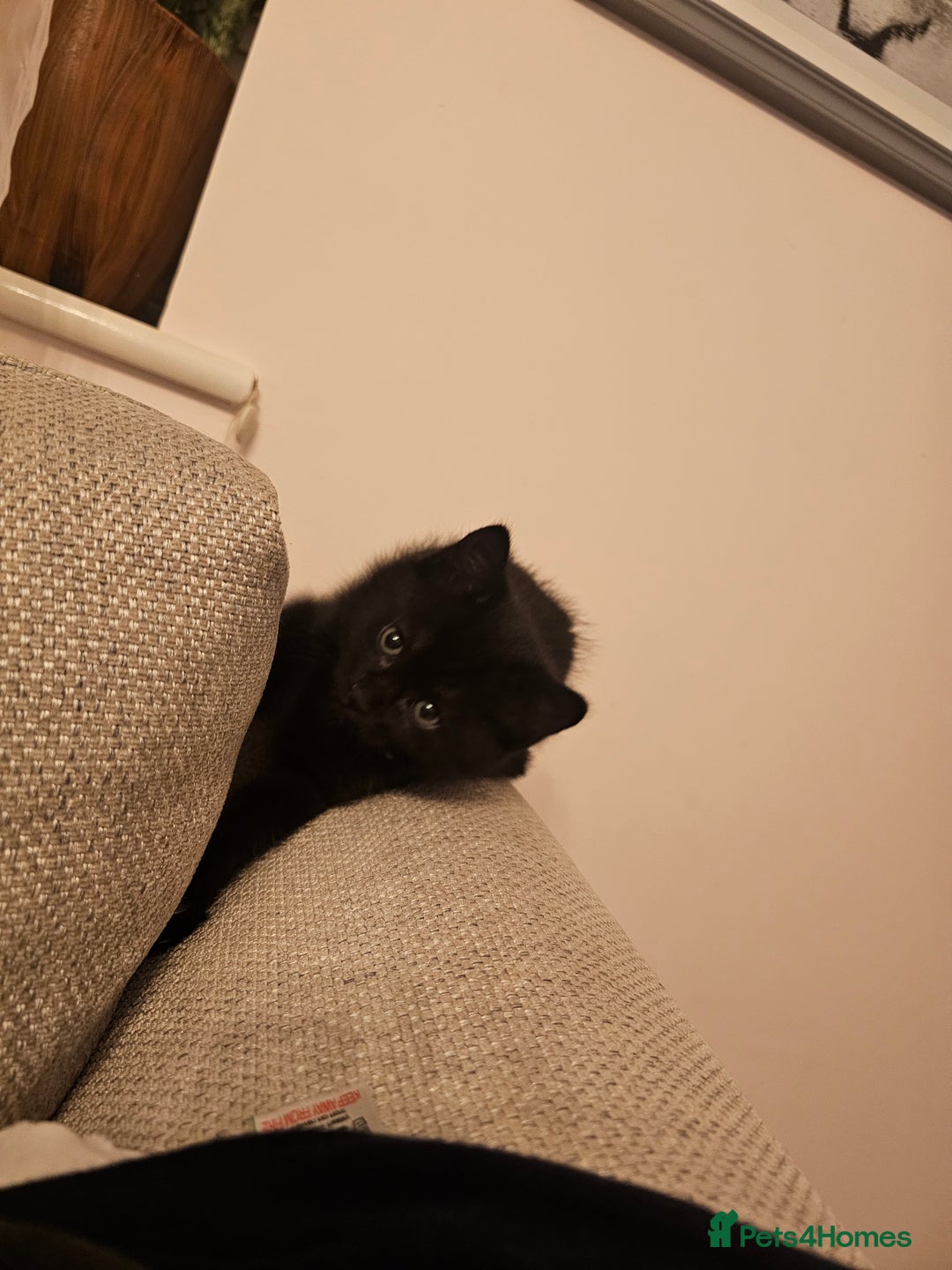 Ragdoll cats for sale: Ragdoll x Norwegian Forest Kittens - Advert 8