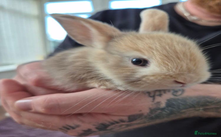 Lionhead rabbits - Advert 1