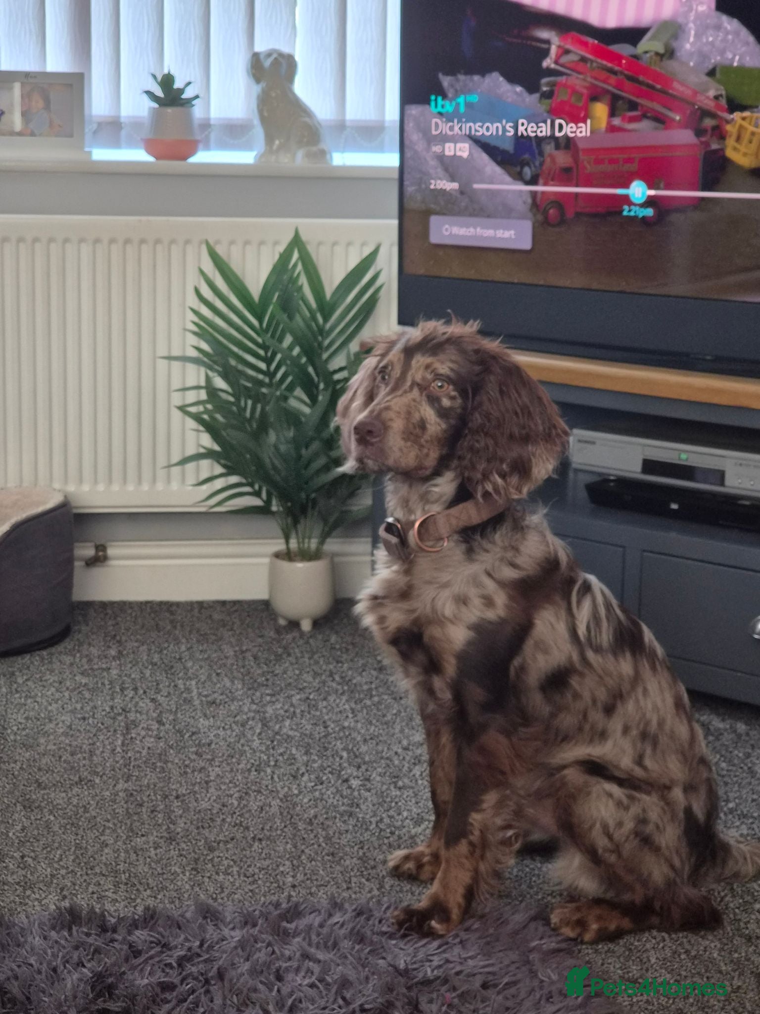 Cocker Spaniel dogs Looking for a forever home - Advert 13