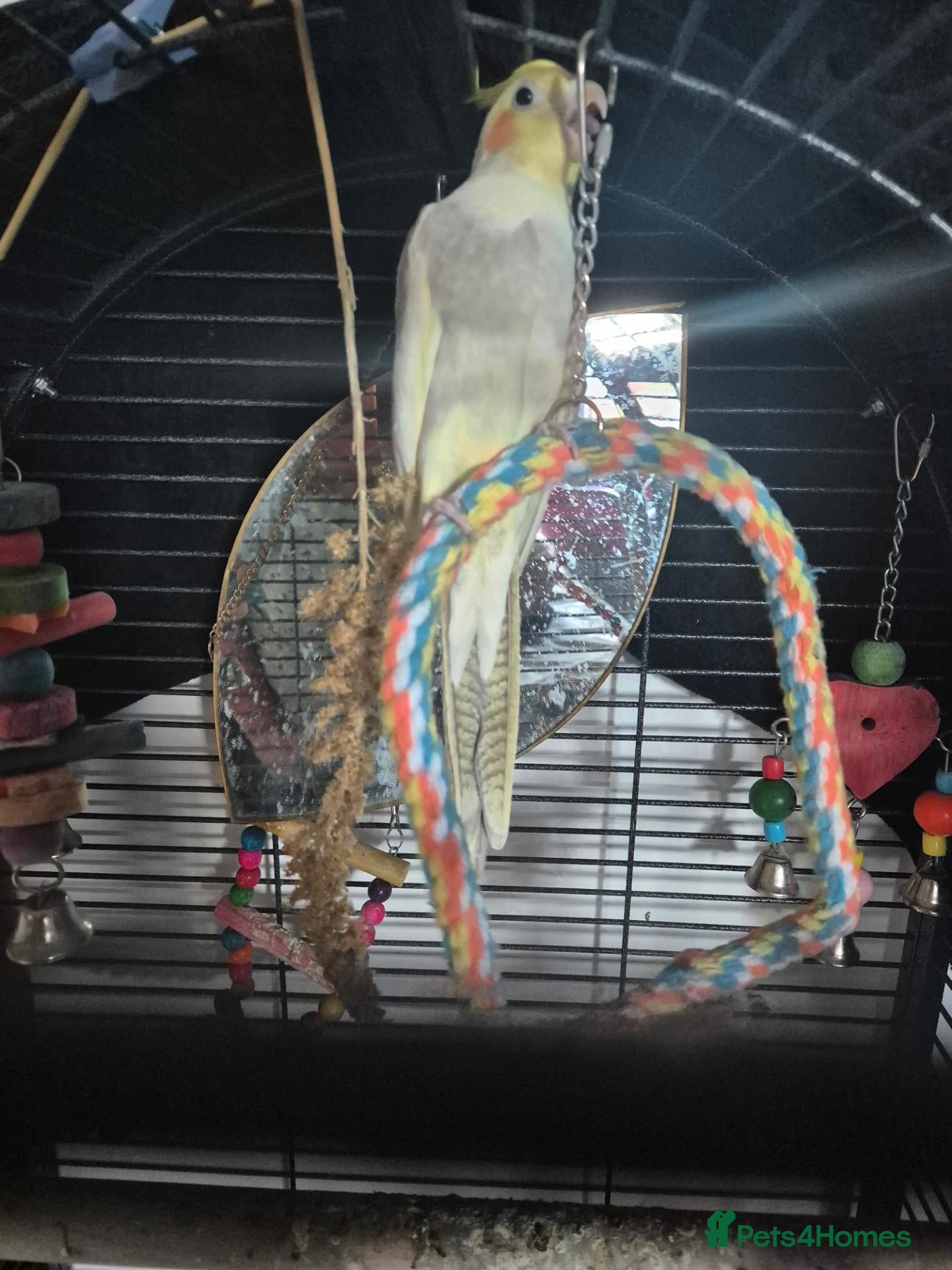 Cockatiels birds 10 month old cocketiel  - Advert 1