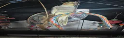 Cockatiels birds for sale: 10 month old cocketiel  - Advert 1