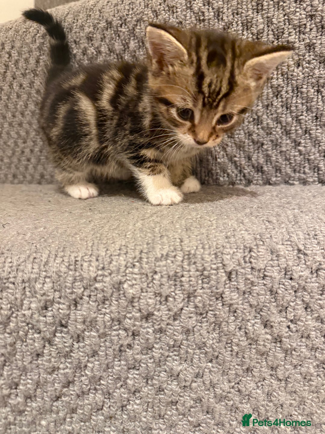 Mixed Breed cats for sale: 3 beautiful female kittens. - Image 7