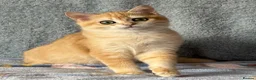 British Shorthair cats for sale: TICA Beautiful British Shorthair Kittens - Advert 22