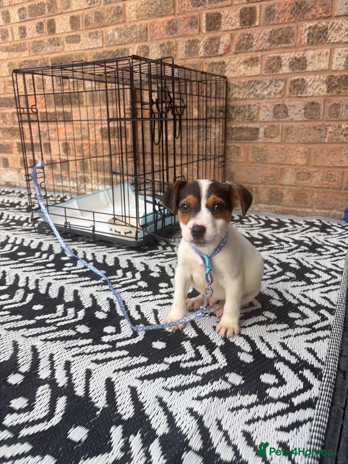 Jack Russell dogs for sale: Miss  - Advert 4