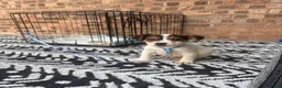 Jack Russell dogs for sale: Miss  in Chester - Advert 1
