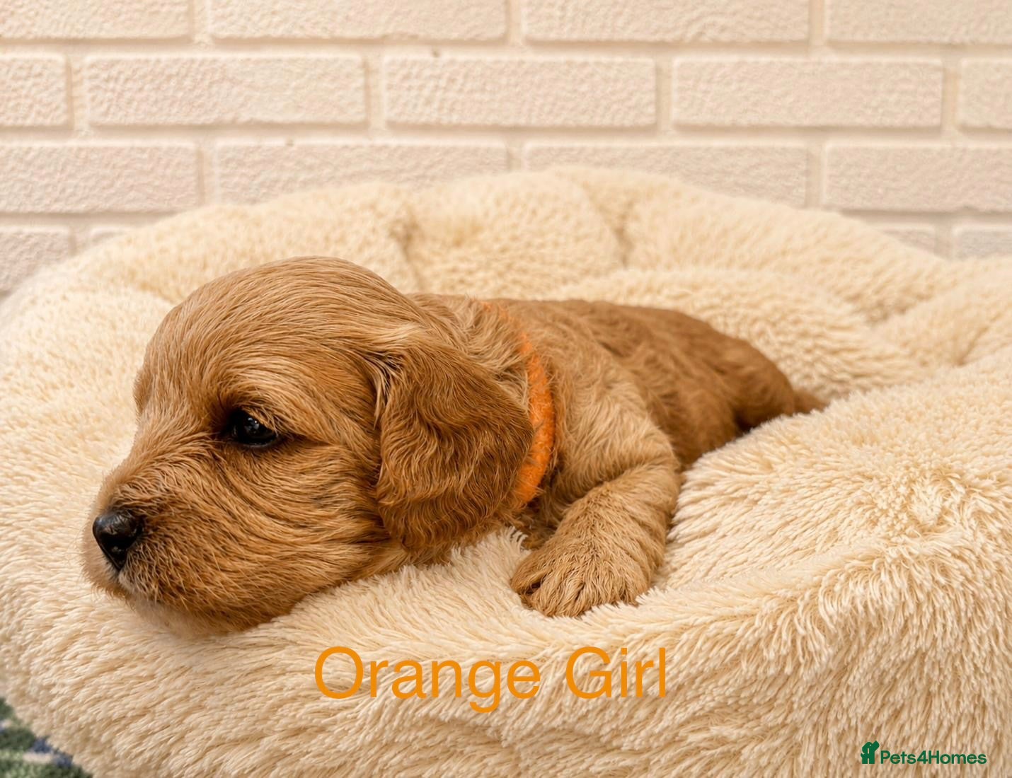 Cavapoo dogs Cavapoo F1 puppies 🐶🥰 - Advert 2