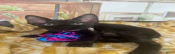 Devon Rex cats for sale: Affectionate Devon Rex kittens - Advert 28