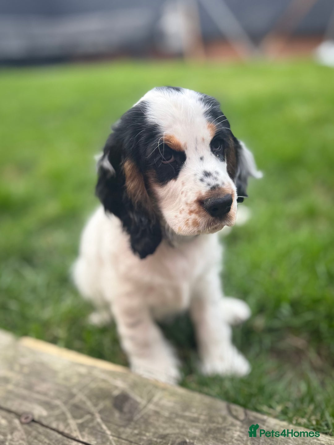Cocker Spaniel dogs for sale: ✨Ready Now✨KC Reg Show Cocker Spaniel - Image 5