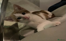 British Shorthair cats for sale: 2 male kittens remaining  - Image 1