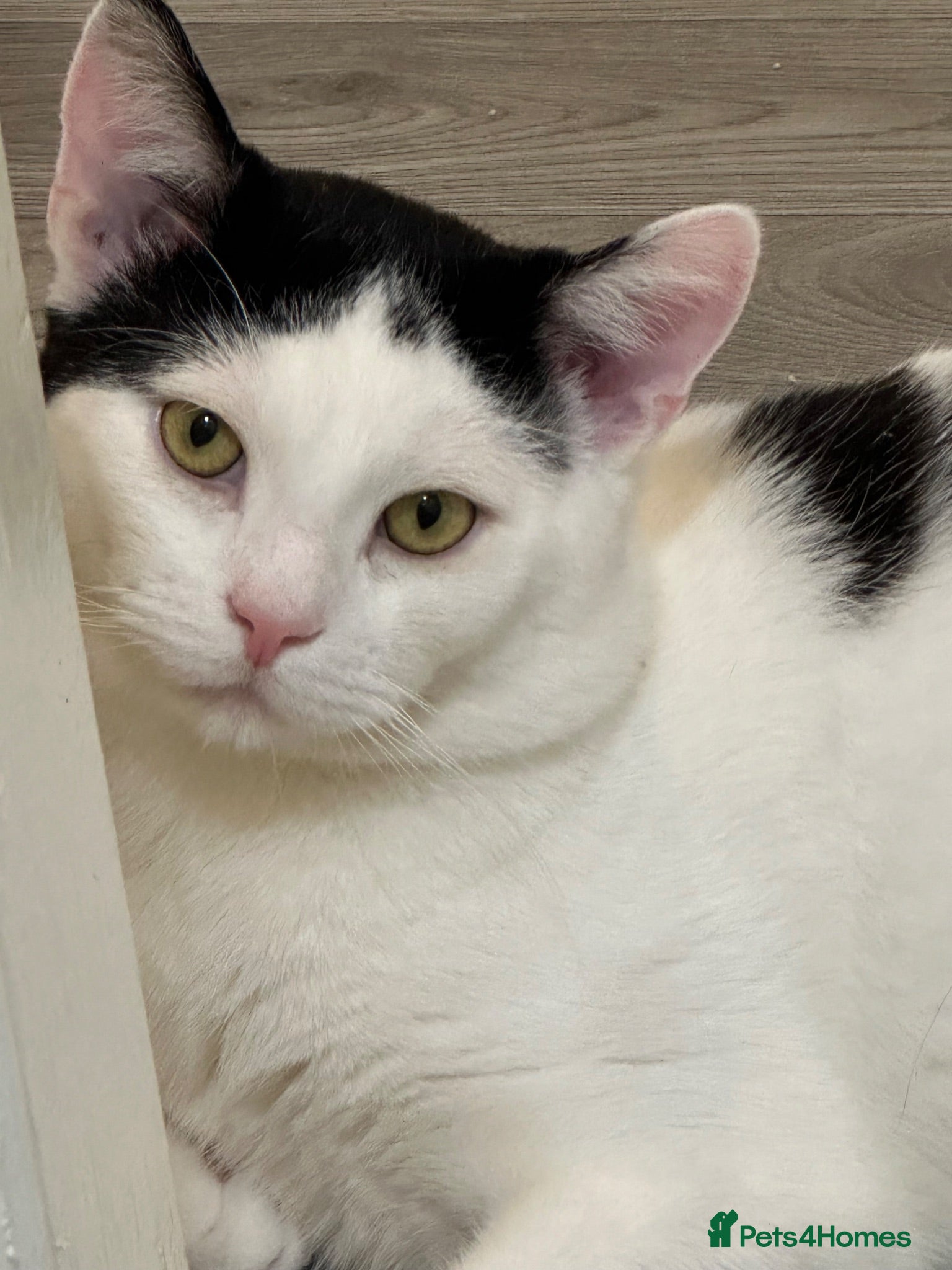 Mixed Breed cats 🩵 Yuki , a Lovely cat 🤍 - Advert 3