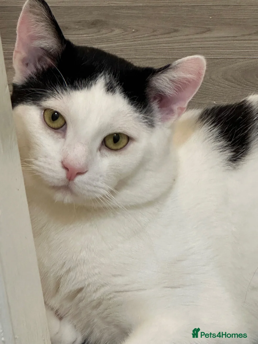 Mixed Breed cats for sale: 🩵 Yuki , a Lovely cat 🤍 - Advert 1