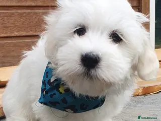 Maltese dogs 🌟KC Registered Maltese Puppy One Boy available - Advert 2