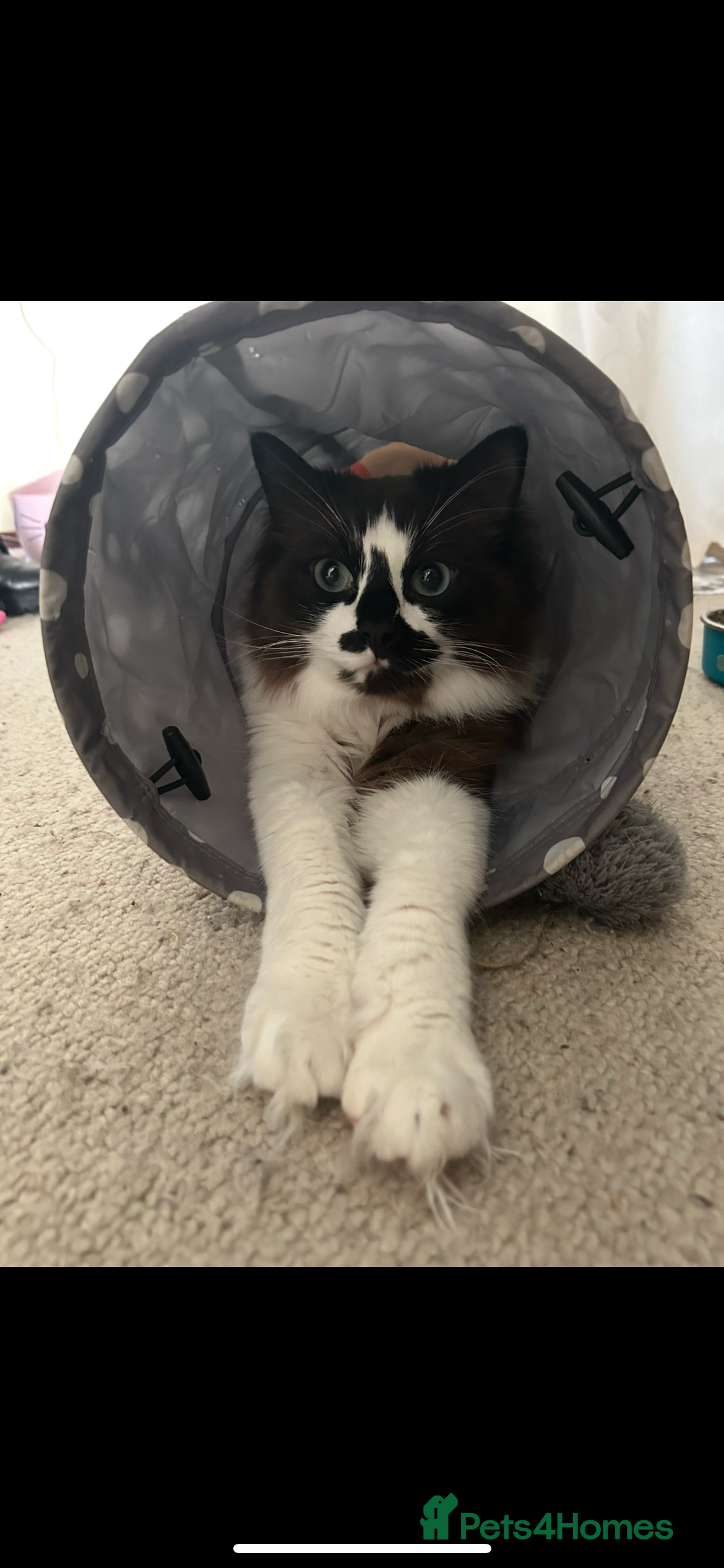 Ragdoll cats Ragdolls  in Derby - Advert 2