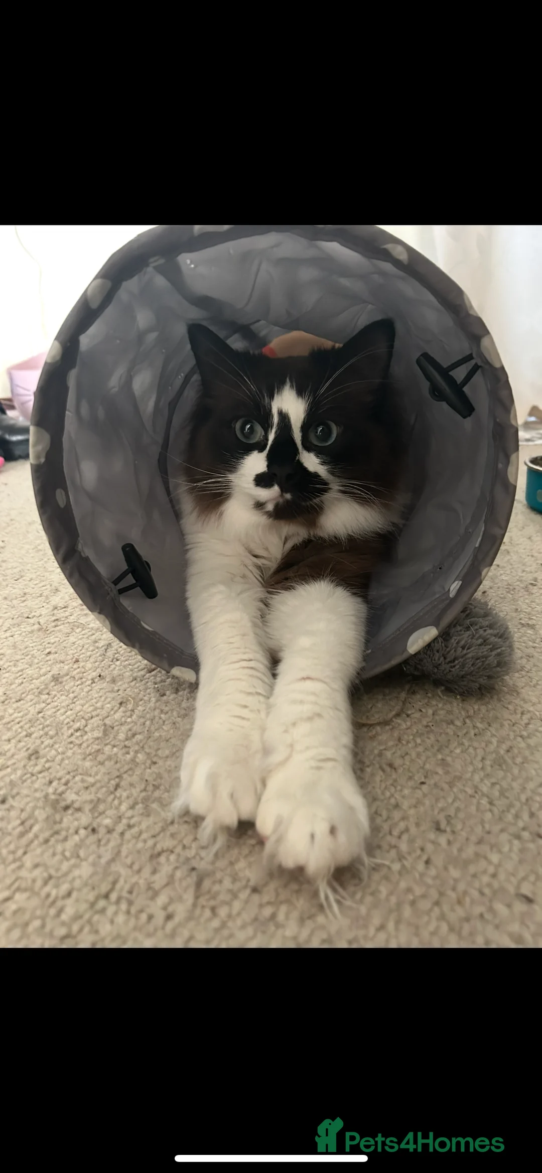 Ragdoll cats for sale: Ragdolls  in Derby - Advert 1