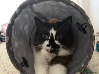 Ragdoll cats Ragdolls in Derby - Advert 1