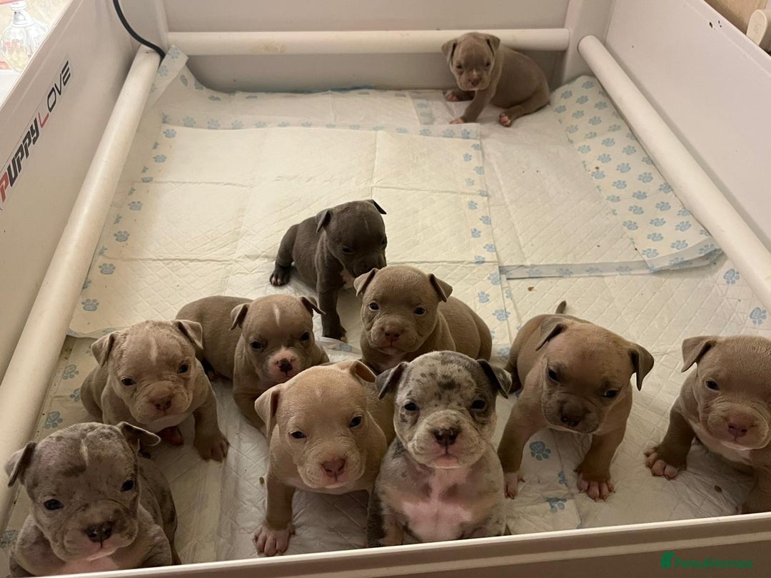 American Bull Staffy dogs for sale: 10 pocket bully - Advert 23